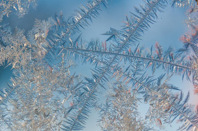 Best Frost-Tolerant Plants for North Texas