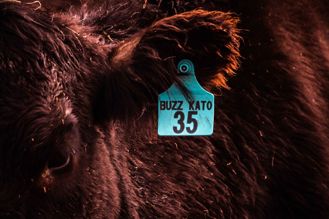 Digitap ($TAP) vs $1.98 XRP: The Best Crypto For the 2026 Bull Run